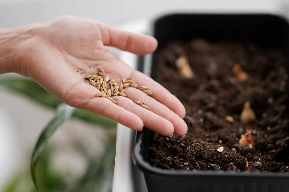 Les essentiels pour réaliser et réussir vos semis